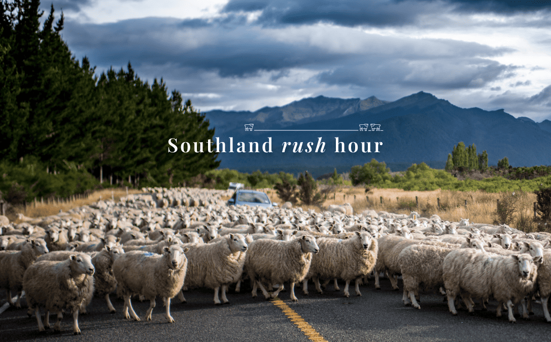 An image of sheep blocking the road - Rush hour in Southland - no traffic jam in getting to Invercargill Accounting for your financial reporting, payroll & PAYE, Income tax or business coaching.